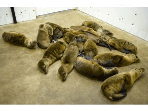 sea-lions-dead